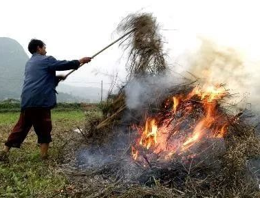 你年年都想燒的秸稈，今年可以吃票子了！