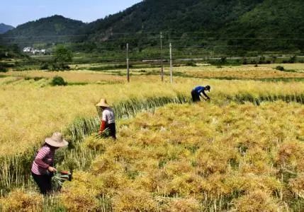 秸稈禁燒季 | 禁止一切露天焚燒秸稈行為！附縣政府禁燒通告、鎮政府倡議書(shū)