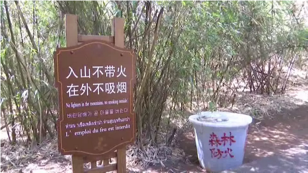 贊！雞足山景區連續35年無(wú)森林火災，因為他們...
